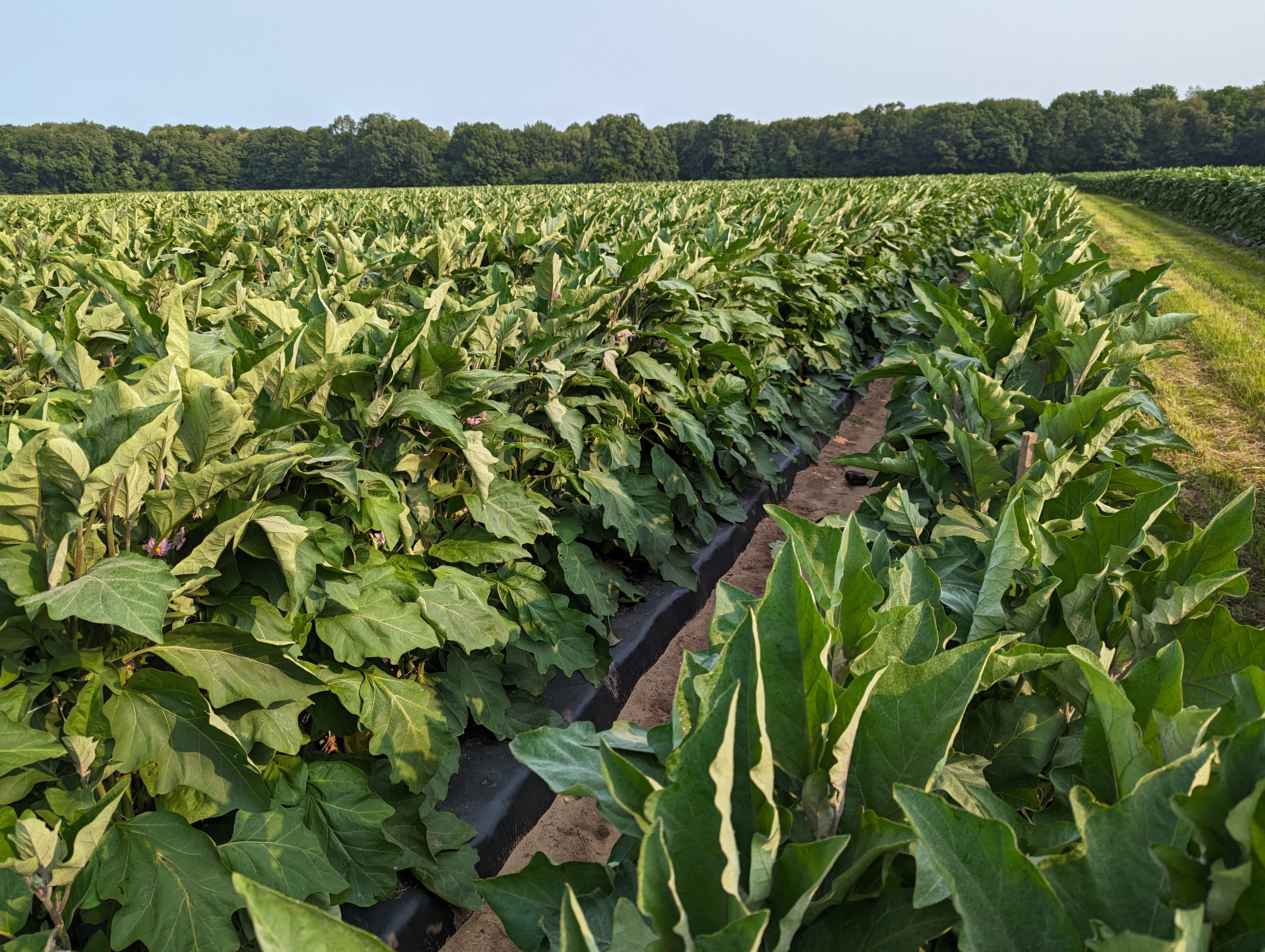 Eggplant field